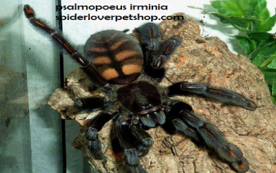 Psalmopoeus irminia female tarantula